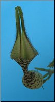 Ceropegia ballyana 